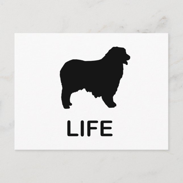 australian shepherd life postcard (Front)