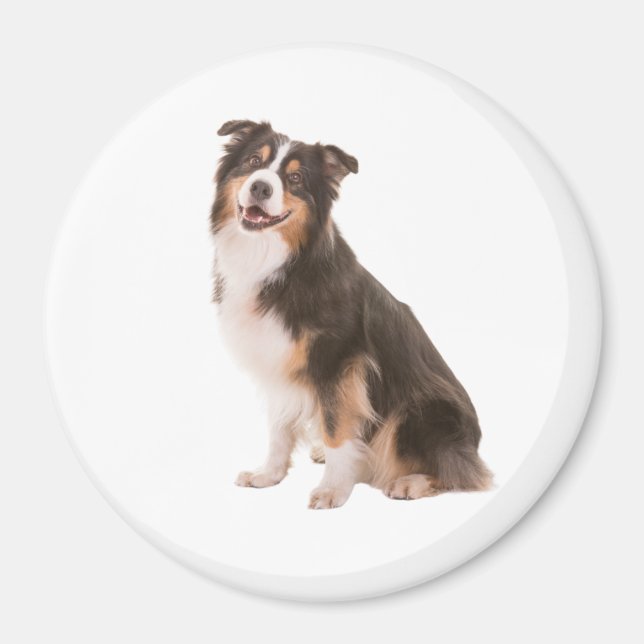 Australian Shepherd  Magnet (Front)