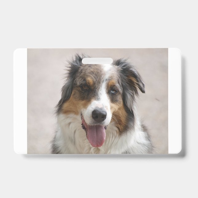 australian shepherd merle ID badge (Front)