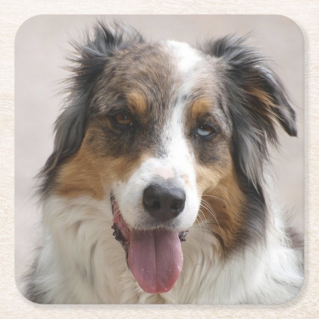 australian shepherd merle square paper coaster (Front)