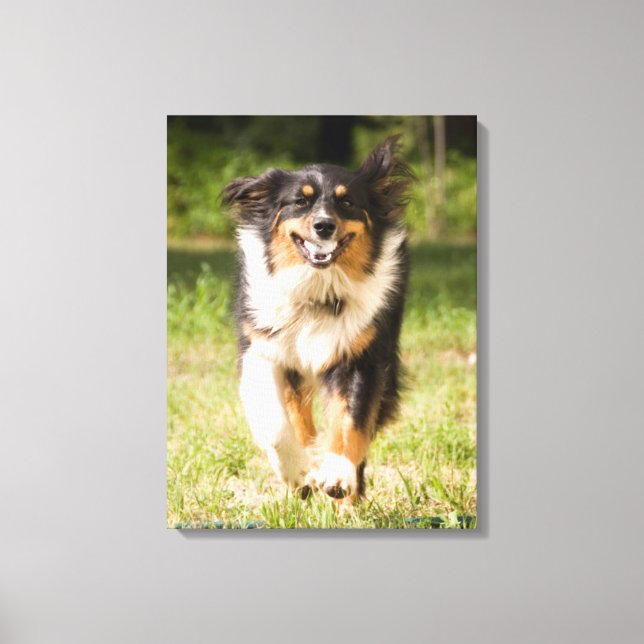 Australian Shepherd Playing With Ball Canvas Print (Front)