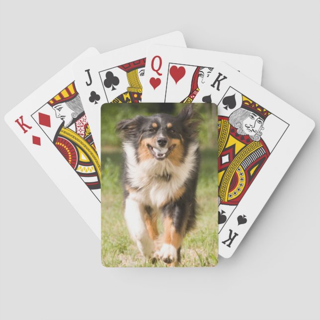 Australian Shepherd Playing With Ball Cards (Back)