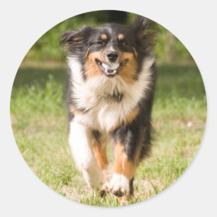 Australian Shepherd Playing With Ball Classic Round Sticker