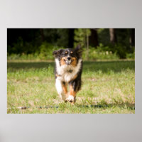 Australian Shepherd Playing With Ball
