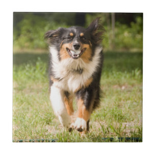 Australian Shepherd Playing With Ball Tile