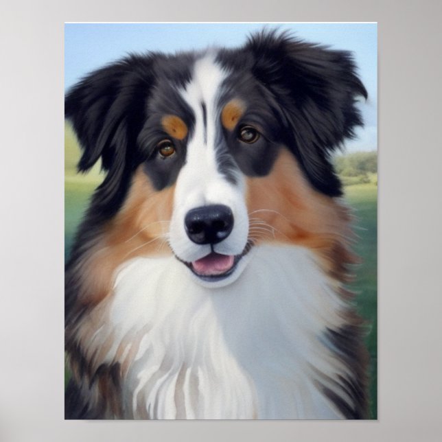 Australian Shepherd Portrait  -  Poster (Front)