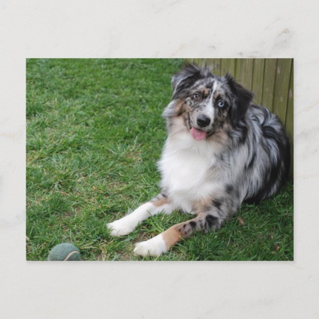Australian Shepherd Postcard (Front)
