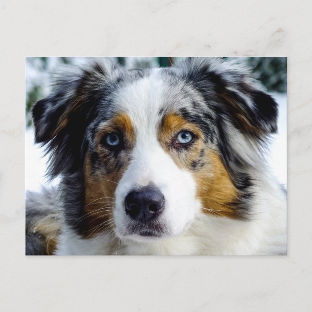 Australian Shepherd Postcard (Front)