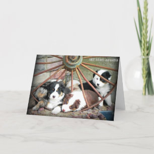 Australian Shepherd Puppies 2 Greeting Card
