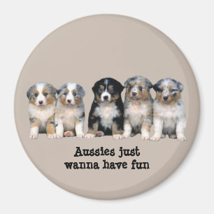 Australian Shepherd Puppies Magnet
