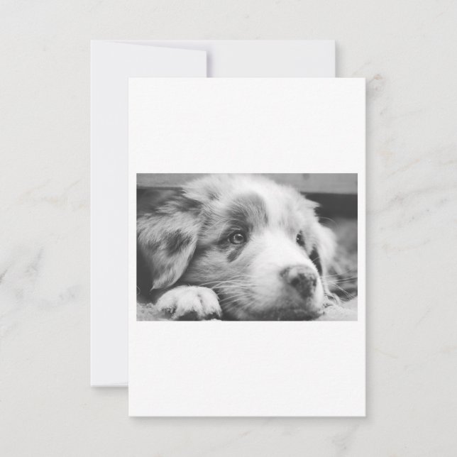 australian shepherd puppy bw (Front)