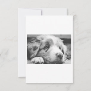 australian shepherd puppy bw
