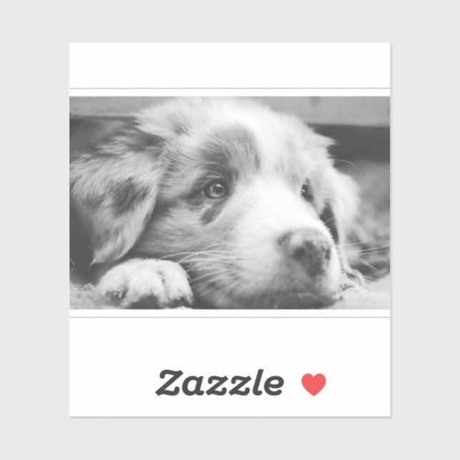 australian shepherd puppy bw (Sheet)