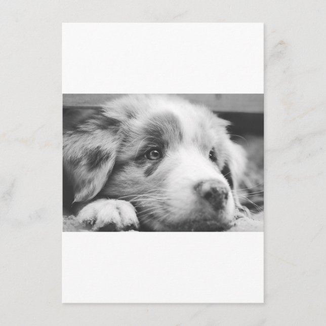 australian shepherd puppy bw menu (Front)