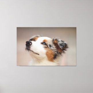 Australian Shepherd Puppy Canvas Print