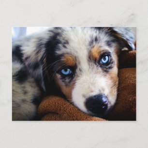 Australian Shepherd Puppy Postcard