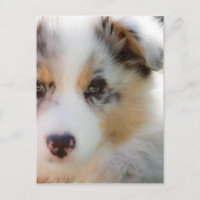 Australian shepherd puppy