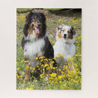 Australian Shepherd Puzzle
