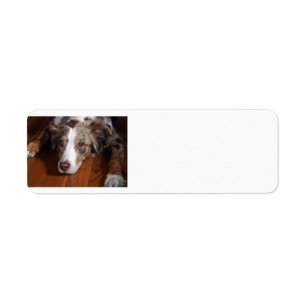 australian shepherd red merle laying flat