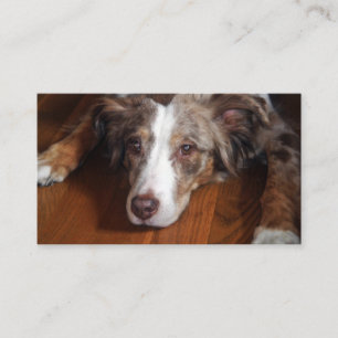 australian shepherd red merle laying flat business card
