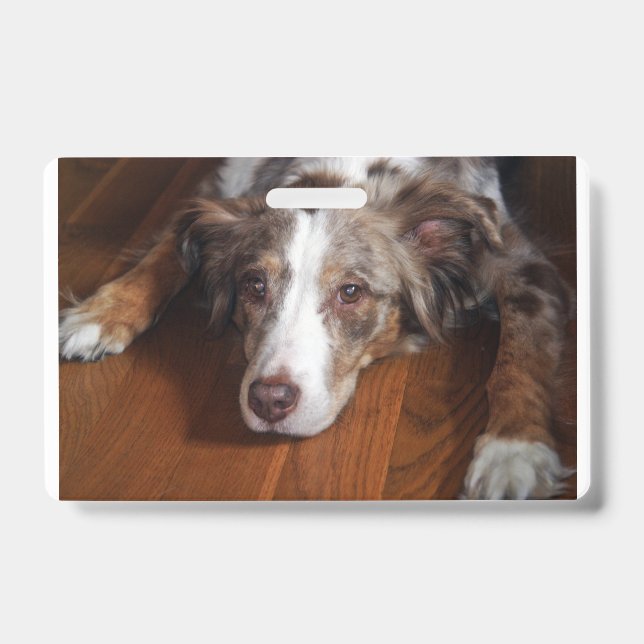 australian shepherd red merle laying flat ID badge (Front)