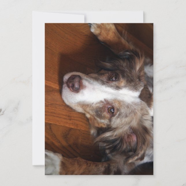 australian shepherd red merle laying flat invitation (Front)