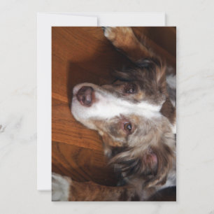 australian shepherd red merle laying flat invitation