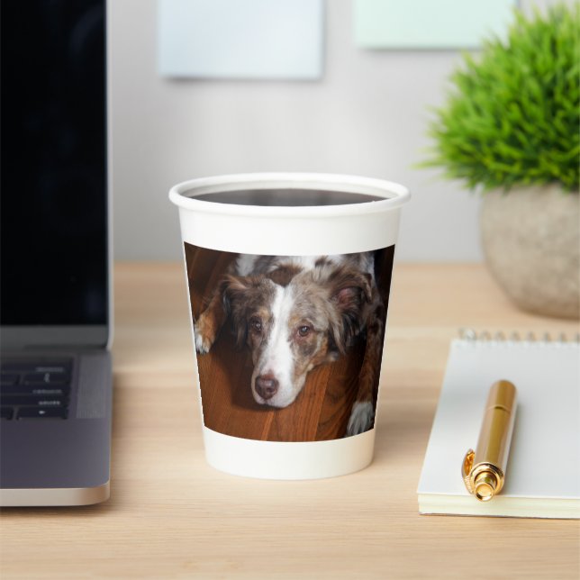australian shepherd red merle laying flat paper cups (Insitu)