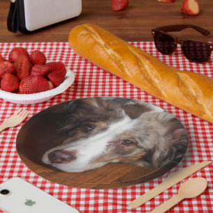 australian shepherd red merle laying flat paper plate
