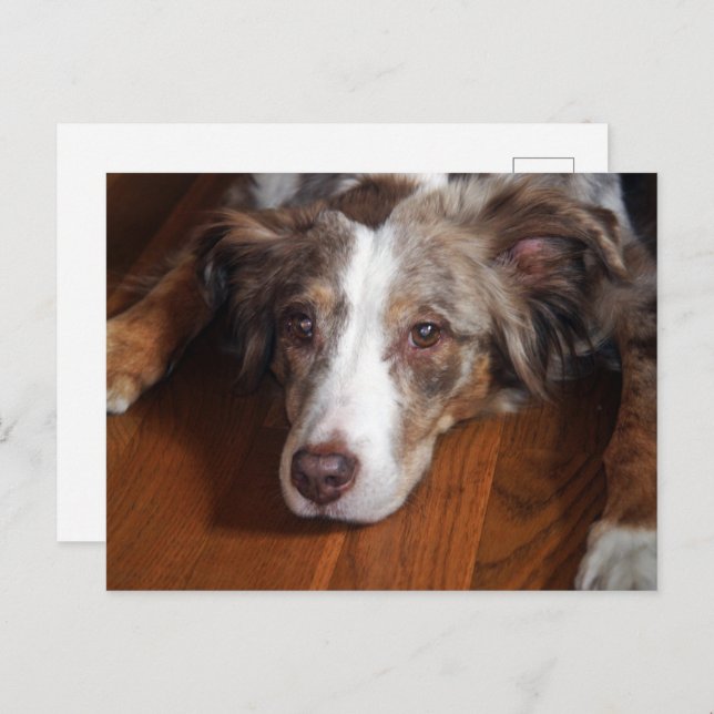 australian shepherd red merle laying flat postcard (Front/Back)