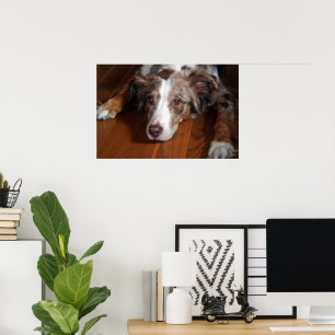 australian shepherd red merle laying flat poster