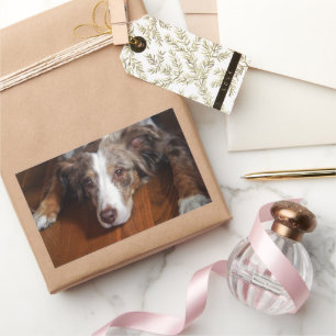 australian shepherd red merle laying flat rectangular sticker