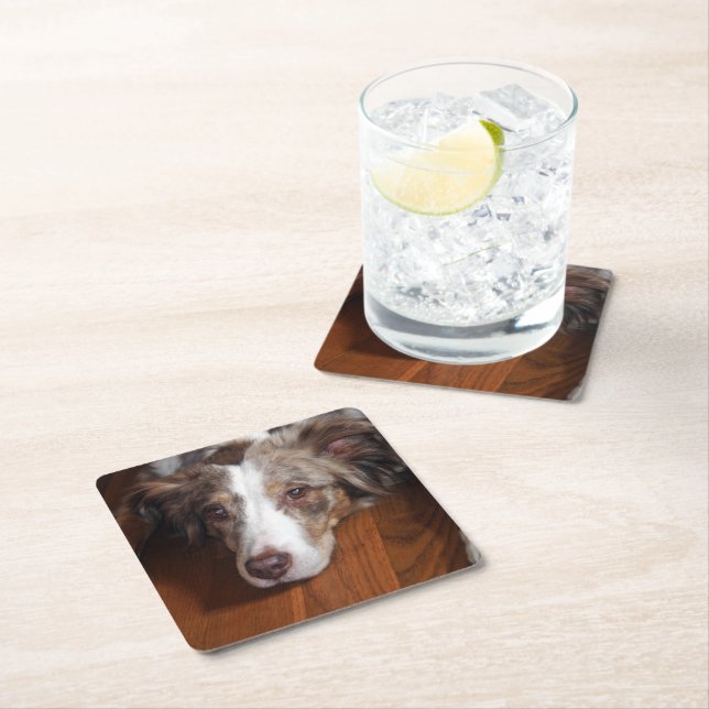 australian shepherd red merle laying flat square paper coaster (Insitu)