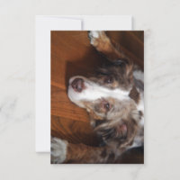 australian shepherd red merle laying flat