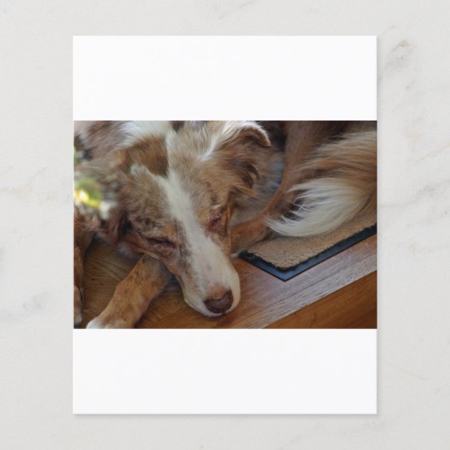 australian shepherd red merle sleeping (Front)