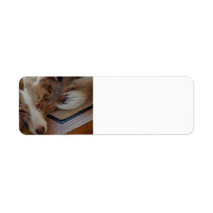 australian shepherd red merle sleeping