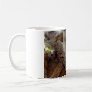 australian shepherd red merle sleeping coffee mug