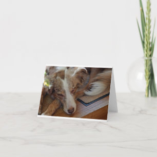 australian shepherd red merle sleeping note card
