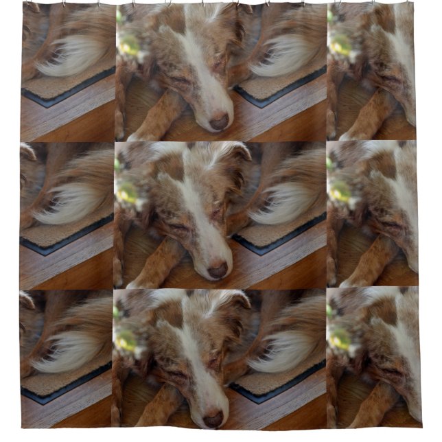 australian shepherd red merle sleeping shower curtain (Front)