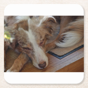 australian shepherd red merle sleeping square paper coaster