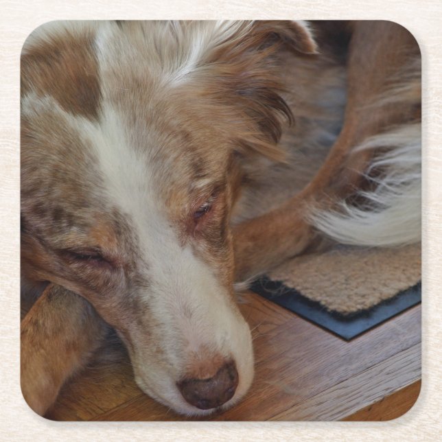 australian shepherd red merle sleeping square paper coaster (Front)