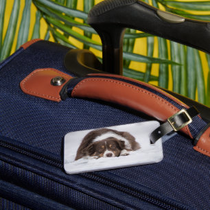 australian shepherd red tri laying in snow luggage tag