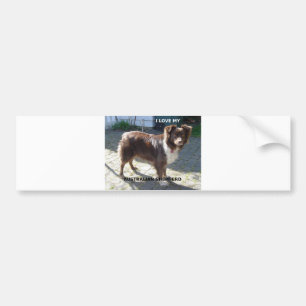 australian shepherd red tri love w pic bumper sticker