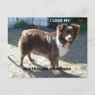 australian shepherd red tri love w pic postcard