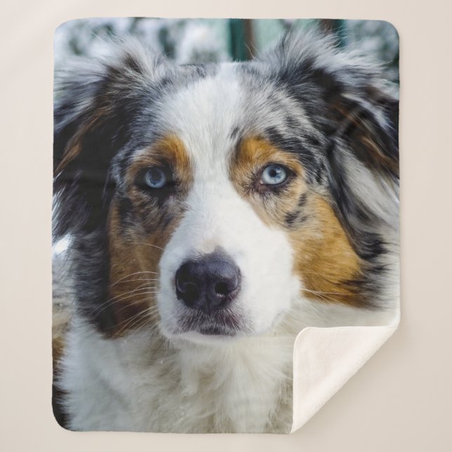 Australian Shepherd Sherpa Blanket (Front)
