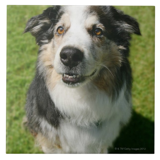 Australian Shepherd smiling at camera Tile (Front)