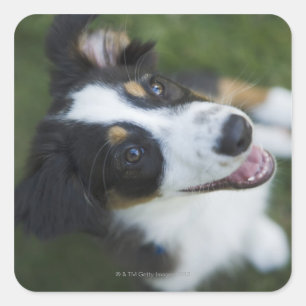 Australian Shepherd standing on hind legs Square Sticker