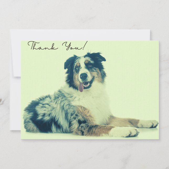 Australian Shepherd Thank You Card (Front)