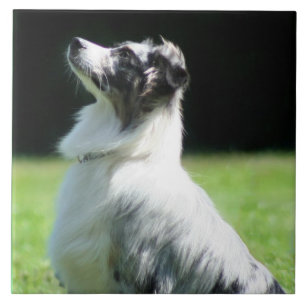 Australian Shepherd Tile