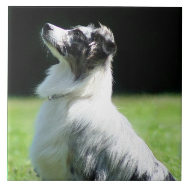 Australian Shepherd Tile (Front)